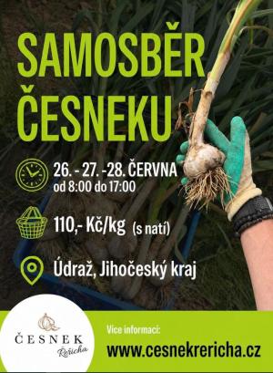 samosběr česneku